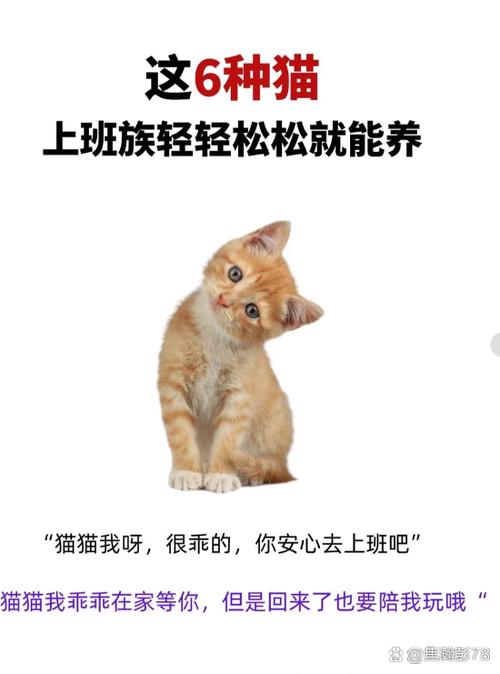 养猫心情会变好吗