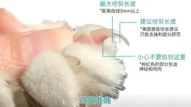 猫剪指甲的好处和坏处