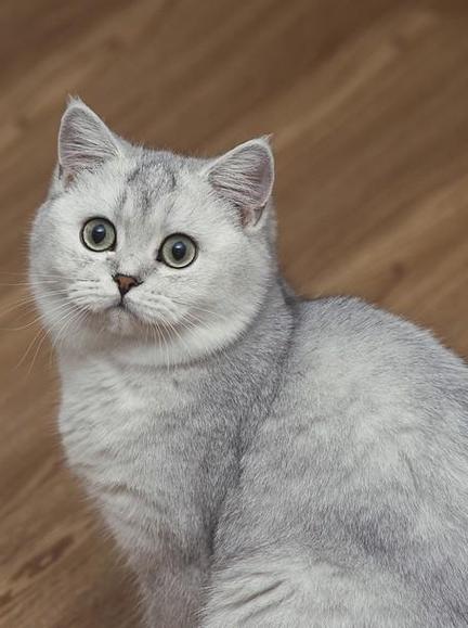 银渐层猫图片