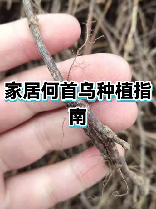 何首乌不能乱栽的原因