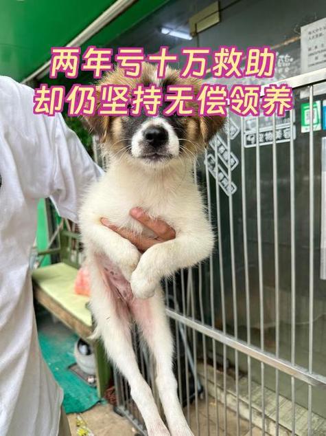 猫咪救助站是免费救助吗