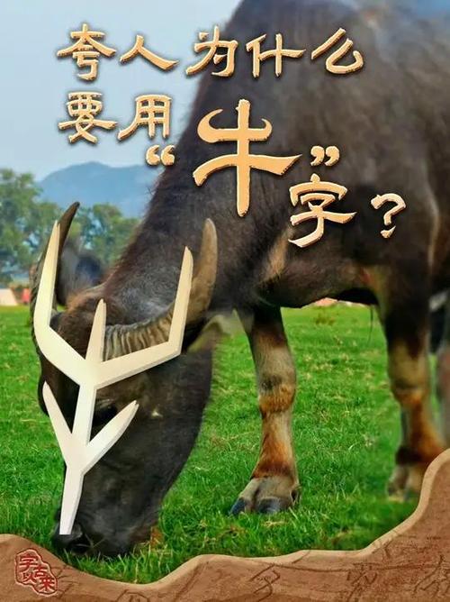 牛的前世化身