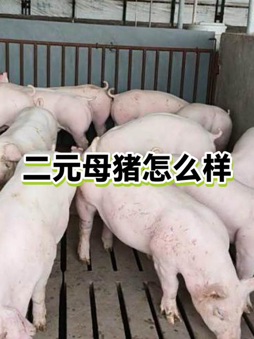 怎么分辨二元母猪真假