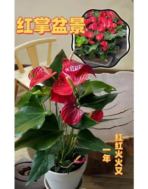 红掌花用什么肥料最好缩略图