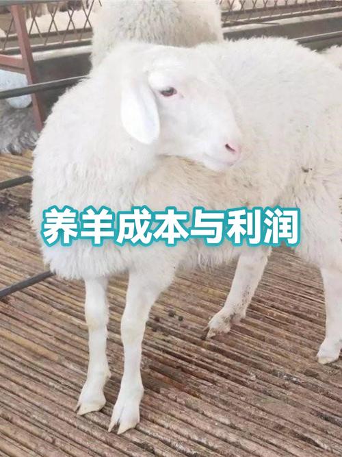 养羊的成本和利润有多少