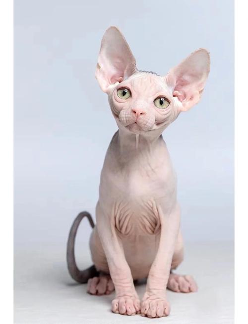 莲花梦迟斯芬克斯猫结局是什么