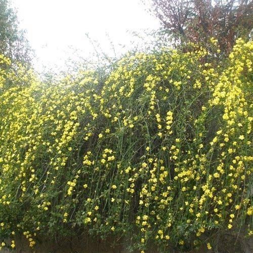 连翘花交友软件是正规的吗