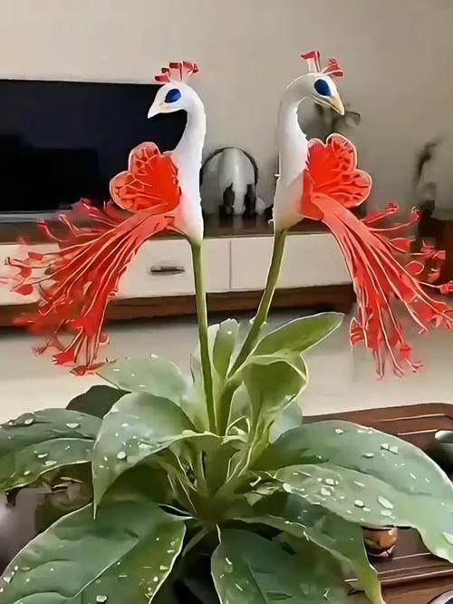 孔雀花