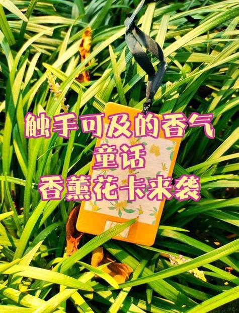 周杰伦七里香专辑封面的小女孩