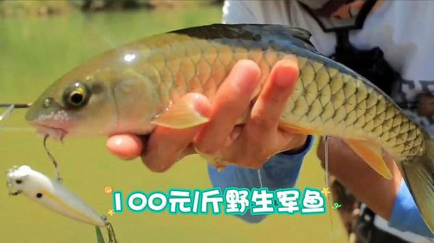 军鱼多钱一斤