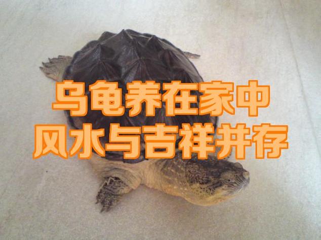 乌龟来家里好不好图标