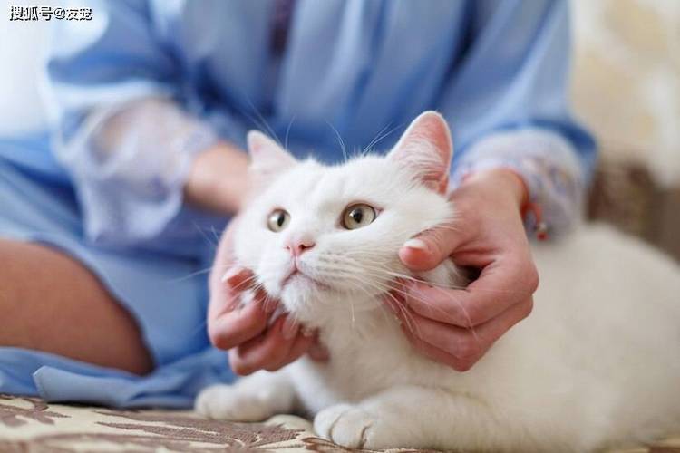猫能看清主人的样子吗