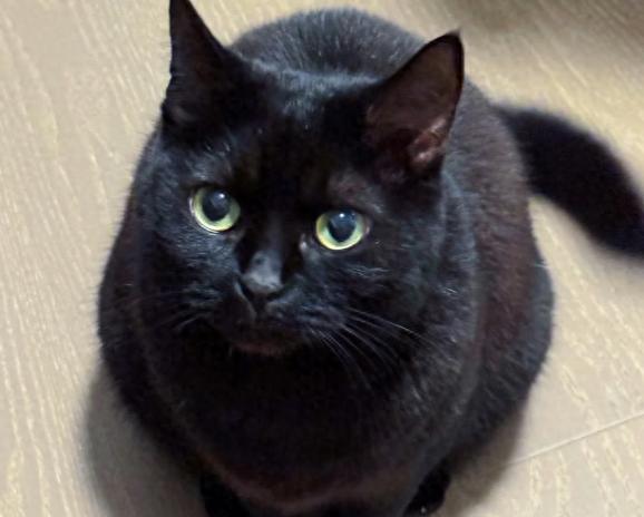 在中国黑猫是好运还是厄运