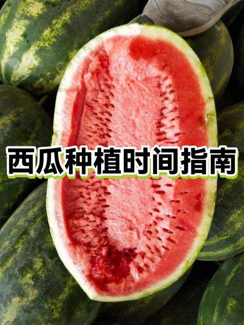 西瓜视频推荐量多少正常图标