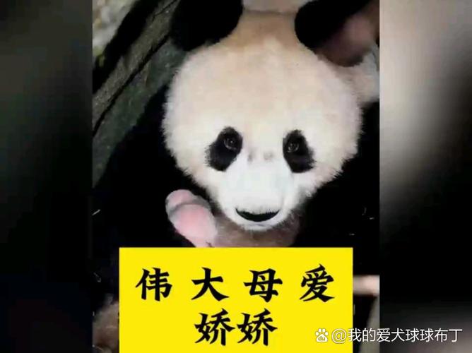 大熊猫一生的遗憾