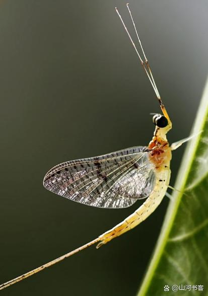 蜉蝣的俗称叫什么