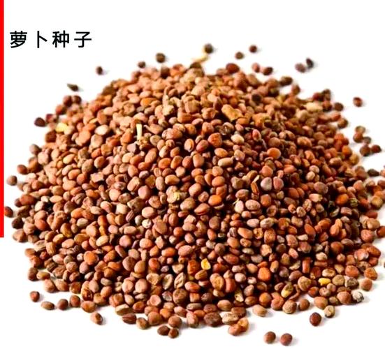 什么蔬菜没有种子