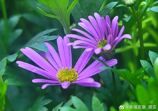 花拍秀试用网