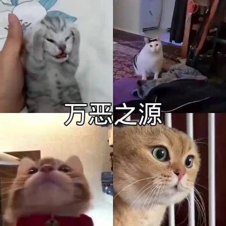十大万恶之源表情包