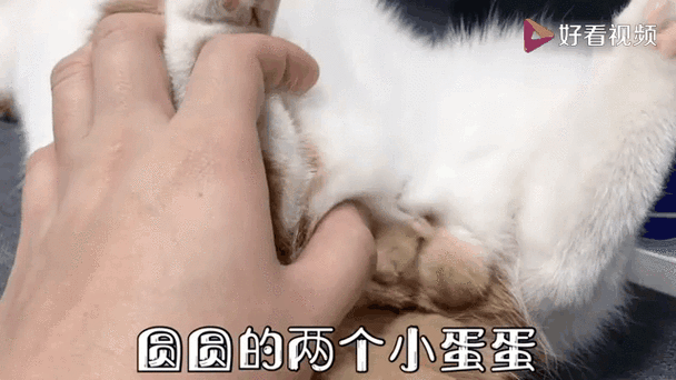 串蛋蛋吃的表情包叫什么截图