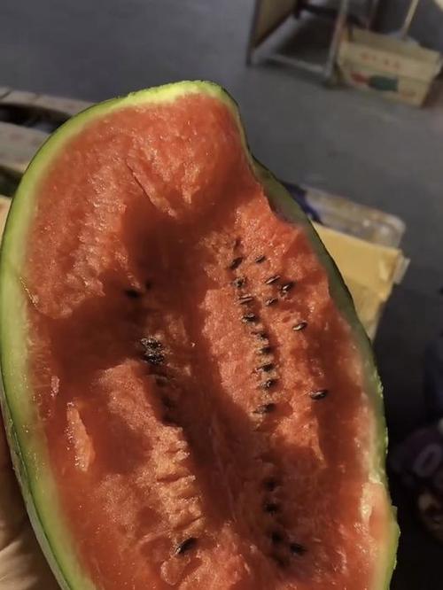 无敌西瓜截图
