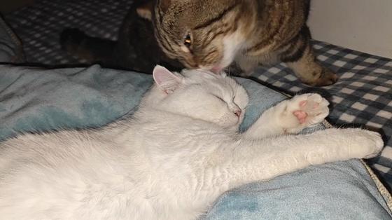 大猫咬小猫小猫还要跟大猫玩