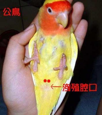 一岁母牡丹鹦鹉怎么配对缩略图