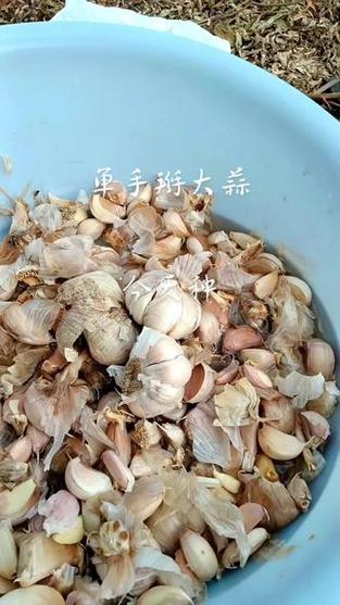 掰蒜种最快的方法视频