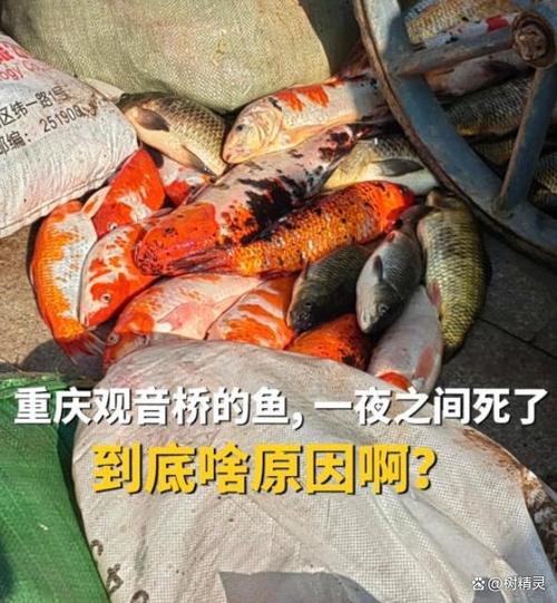 鲤鱼吐血死亡