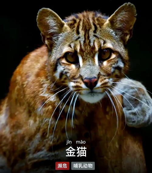 淘金猫是干嘛的