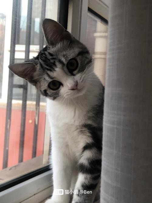 起司猫长大了好看吗