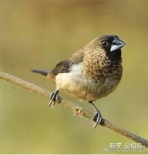 跟麻雀相似的鸟图片