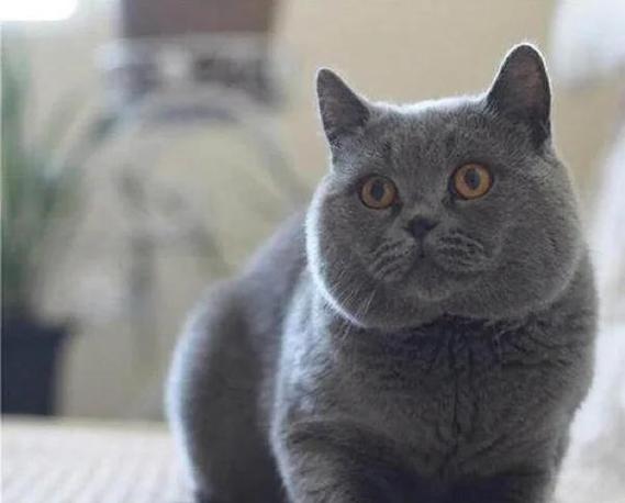 英短猫的图片