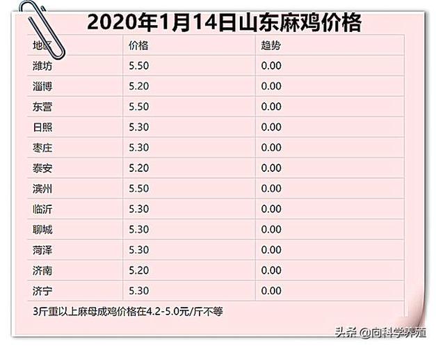 最近麻鸡价格是多少钱一斤