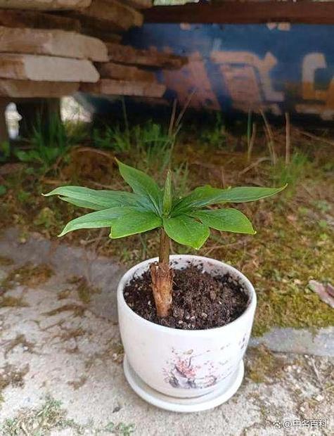 重楼抗肿瘤到底有多少强