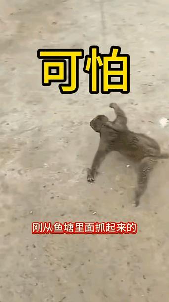 鱼塘的六子是什么东西