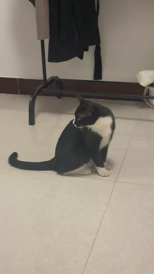 奶牛猫为什么爱咬人