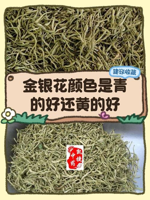 金银花泡水选绿的还是黄的
