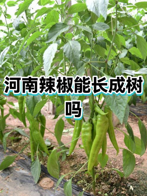 辣椒粗短能调节吗图标