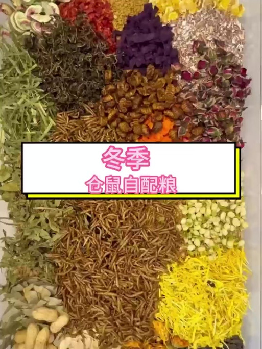 怎么自制仓鼠粮食