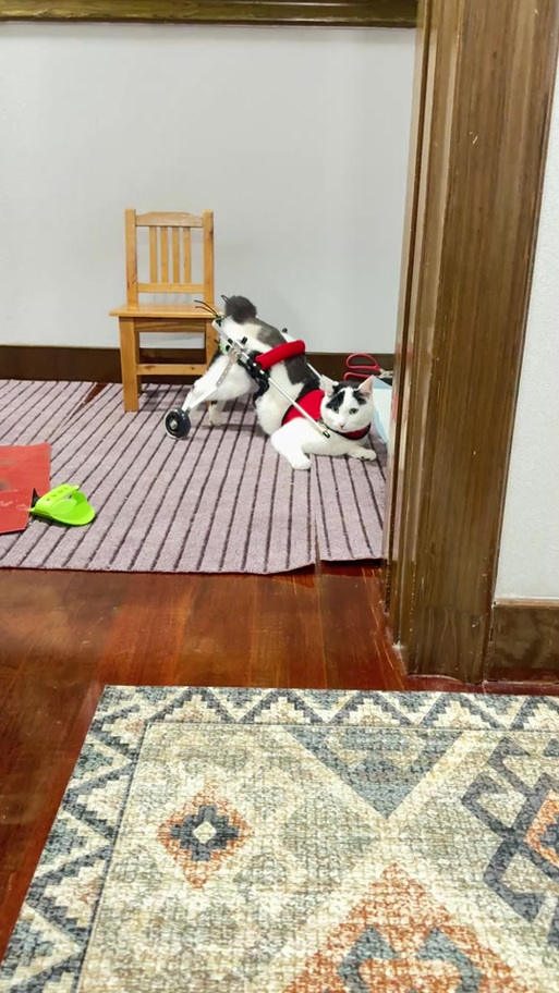 奶牛猫能活多久