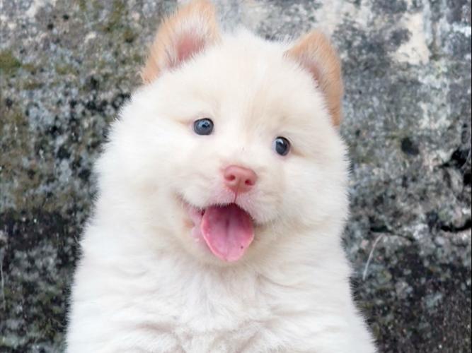一只萌犬