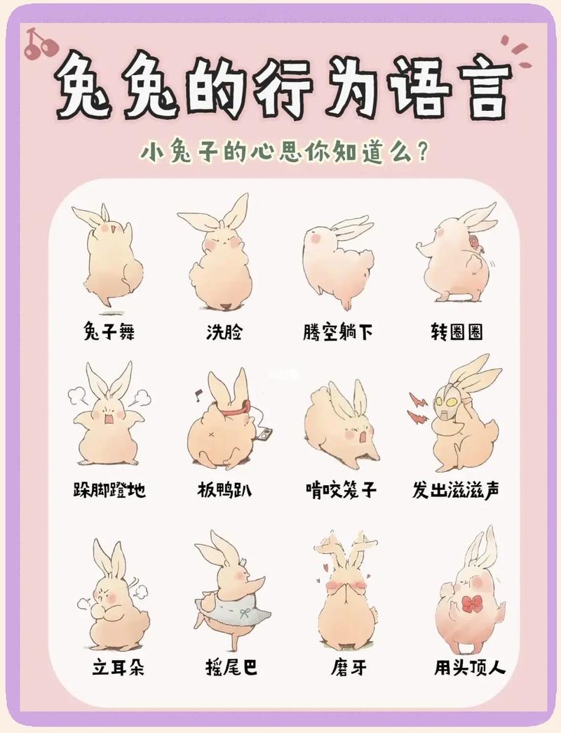 兔子对女人的暗示