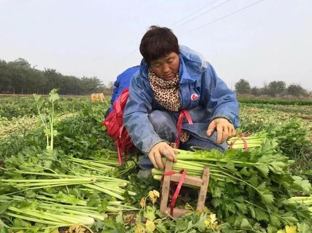 种菜卖菜赚钱吗截图