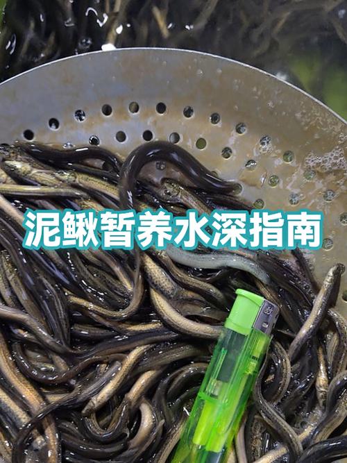 泥鳅水深了能憋死吗