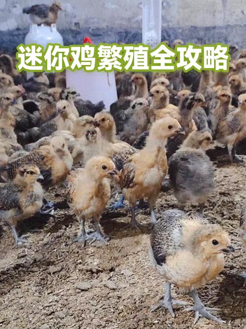 迷你世界小鸡怎么繁殖