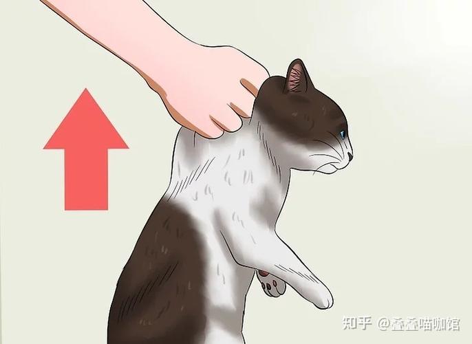 把猫抓到最简单方法