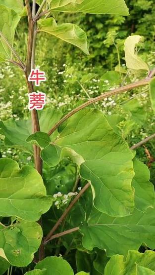 牛蒡怎么发布悬赏任务