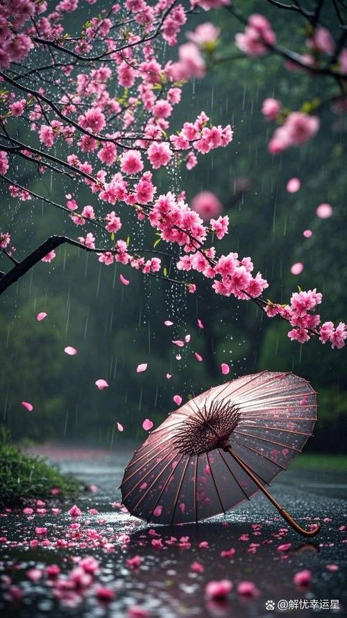 绵绵细雨樱花退