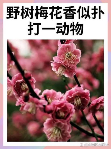 百花争艳打一生肖动物